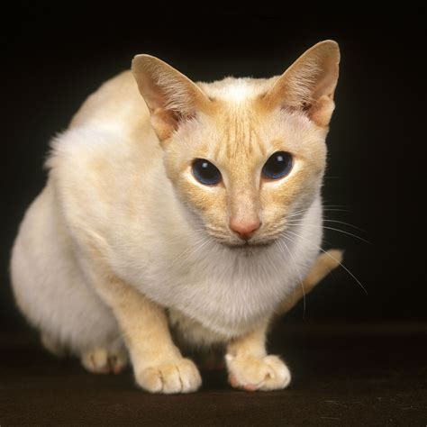 Flame siamese kittens. Things To Know About Flame siamese kittens. 